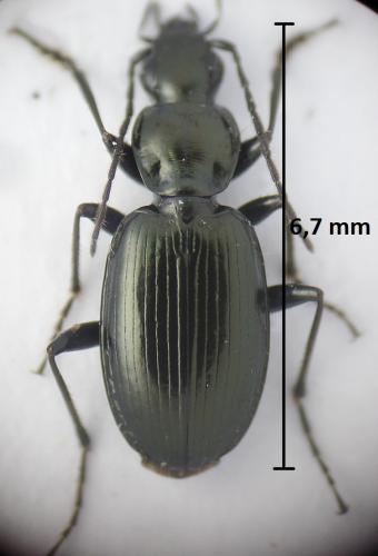 Réf. 187 909 : Agonum scitulum